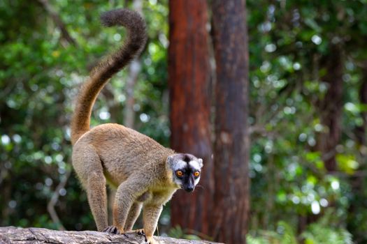 Some Brown lemurs play in the meadow and a tree trunk and are waiting for the visitors