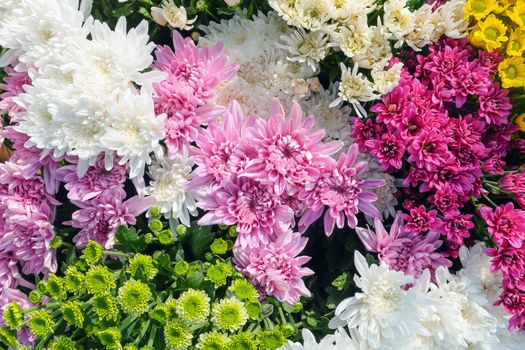 close up image of fresh gerbera flowers in greenhouse at Saraburi Province, Thailand