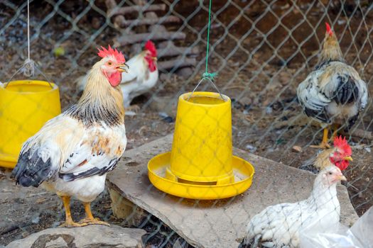 farm animals, Chickens on traditional free range poultry farm in Saraburi province, Thailand