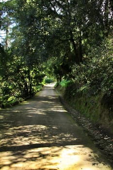 Leafy and green gardens with large trees in Sintra, Lisbon