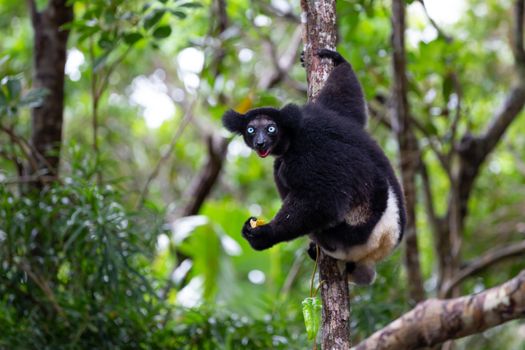One Indri lemur on the tree watches the visitors to the park