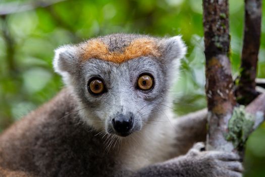 The crown lemur on a tree in the rainforest of Madagascar