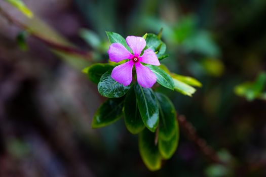 One purple native flower of the island of Madagascar