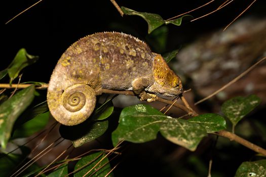 One chameleon on a branch in the rainforest of Madagascar