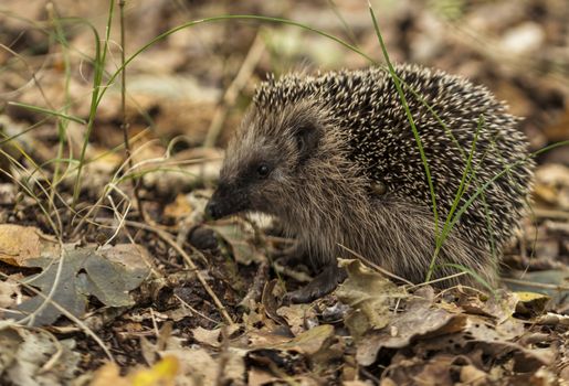 young hedgehog in the wild, in a forest in holland