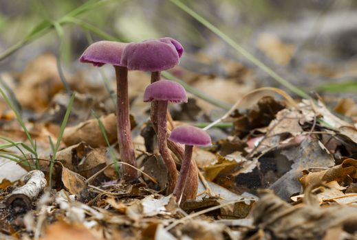 purple mushroom in soft focus with shallow depth. Laccaria amethystina or the amethyst deceiver between the moss and ferns on the forest floor.