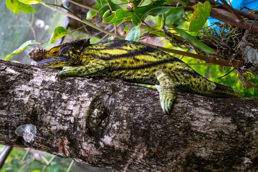 One chameleon moves along a branch in a rainforest in Madagascar