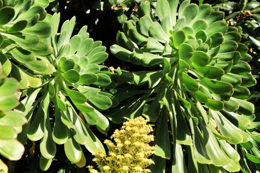 Tree aeonium, aeonium arboreum succulent plant under the sun in the garden