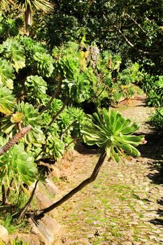Beautiful succulent and cactus garden in Sintra, Lisbon, Portugal.