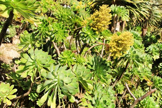 Tree aeonium, aeonium arboreum succulent plant under the sun in the garden