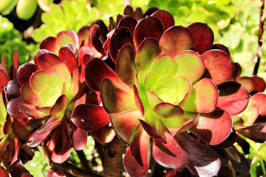 Tree aeonium, aeonium arboreum succulent plant under the sun in the garden