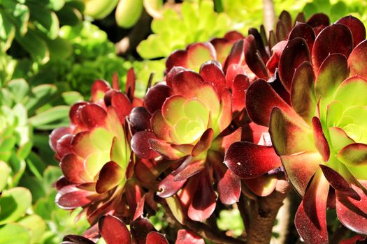 Tree aeonium, aeonium arboreum succulent plant under the sun in the garden