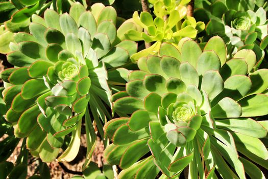 Tree aeonium, aeonium arboreum succulent plant under the sun in the garden