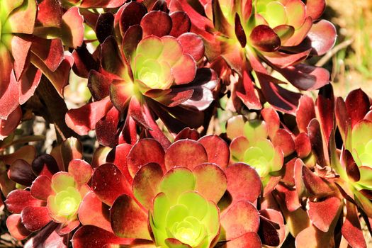 Tree aeonium, aeonium arboreum succulent plant under the sun in the garden