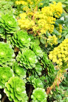 Tree aeonium, aeonium arboreum succulent plant under the sun in the garden