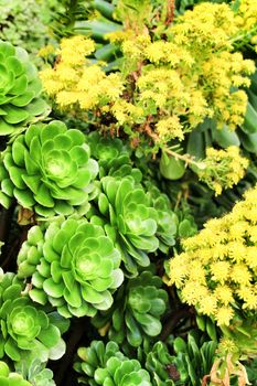Tree aeonium, aeonium arboreum succulent plant under the sun in the garden