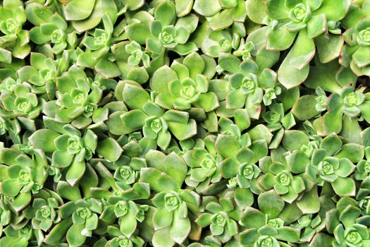 Echeveria cactus plants in the garden in Spring