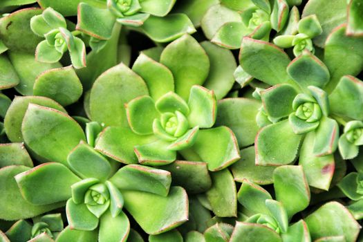 Echeveria cactus plants in the garden in Spring