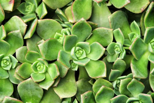 Echeveria cactus plants in the garden in Spring