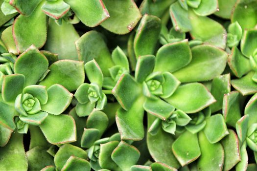 Echeveria cactus plants in the garden in Spring