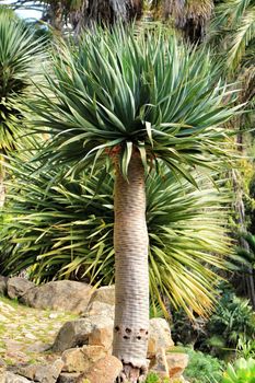 Beautiful Dracanea Draco in a garden of Sintra under the sun in Spring