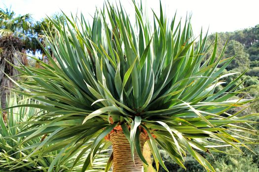 Beautiful Dracanea Draco in a garden of Sintra under the sun in Spring