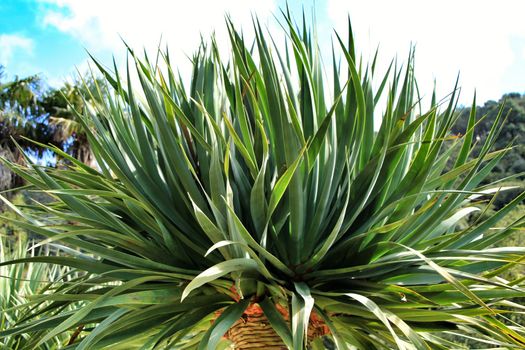 Beautiful Dracanea Draco in a garden of Sintra under the sun in Spring
