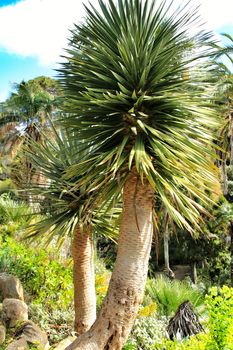 Beautiful Dracanea Draco in a garden of Sintra under the sun in Spring