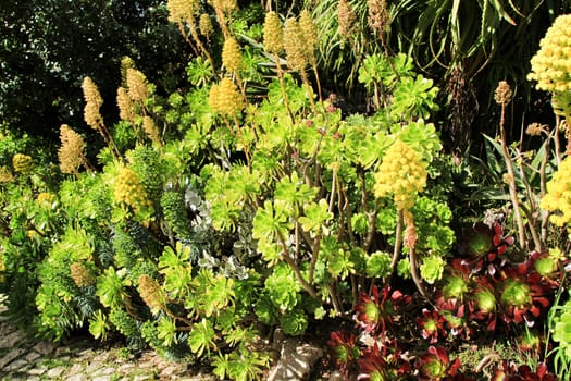 Beautiful succulent and cactus garden in Sintra, Lisbon, Portugal.