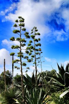 Beautiful succulent and cactus garden in Sintra, Lisbon, Portugal.