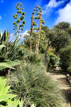 Beautiful succulent and cactus garden in Sintra, Lisbon, Portugal.