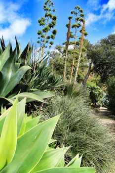 Beautiful succulent and cactus garden in Sintra, Lisbon, Portugal.