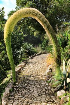 Beautiful Flowering Agave attenuata in the garden in Spring