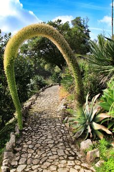 Beautiful Flowering Agave attenuata in the garden in Spring