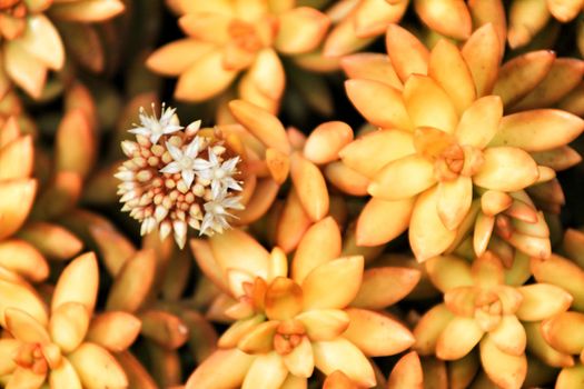 Beautiful Crassulaceae in the garden in Spring