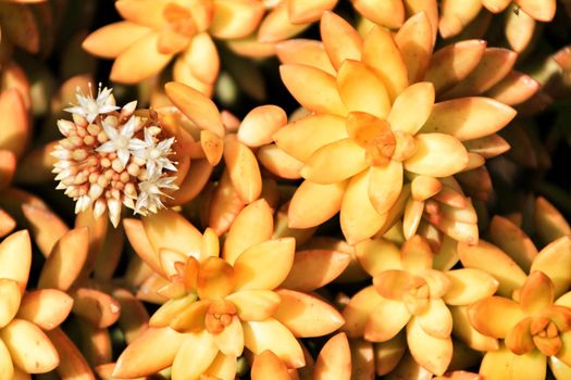 Beautiful Crassulaceae in the garden in Spring