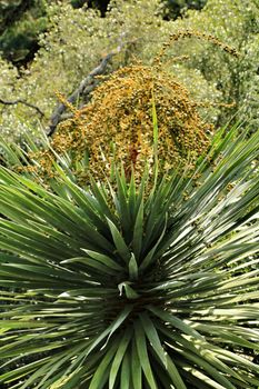 Beautiful Yucca plant in the garden in Spring