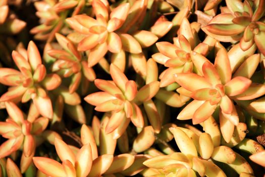 Beautiful Crassulaceae in the garden in Spring