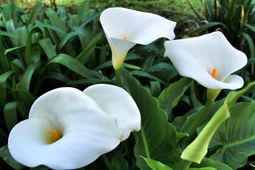 Beautiful Zantedeschia Aethiopica plant in the garden in spring
