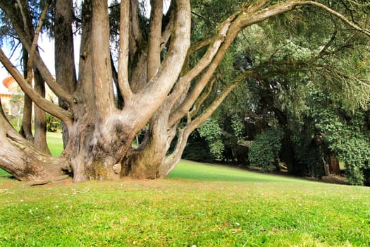 Leafy and green gardens with large trees in Sintra, Lisbon
