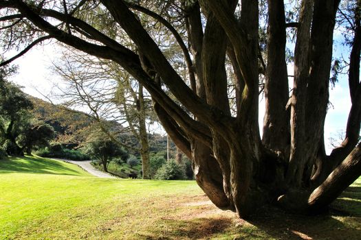 Leafy and green gardens with large trees in Sintra, Lisbon