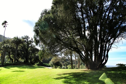 Leafy and green gardens with large trees in Sintra, Lisbon