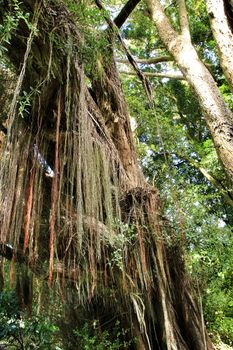 Leafy and green gardens with large trees in Sintra, Lisbon