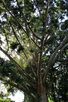 Leafy and green gardens with large trees in Sintra, Lisbon