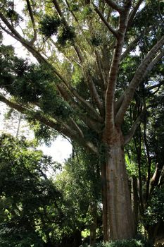 Leafy and green gardens with large trees in Sintra, Lisbon