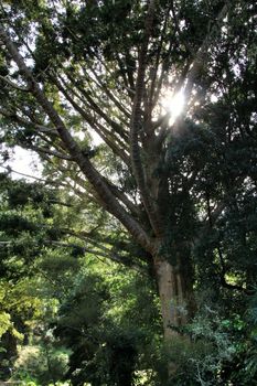 Leafy and green gardens with large trees in Sintra, Lisbon