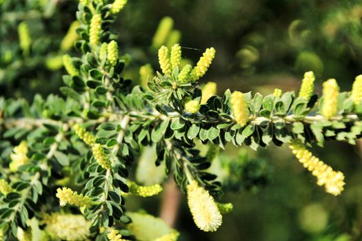 Beautiful yellow acacia dealbata in the garden in spring