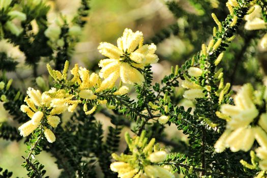 Beautiful yellow acacia dealbata in the garden in spring