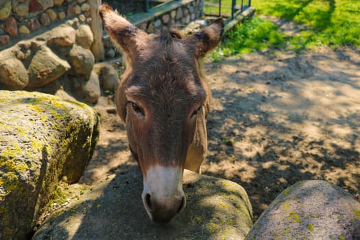 The donkey laid its head on a stone on a sunny day. Hiding in the shade from the sun