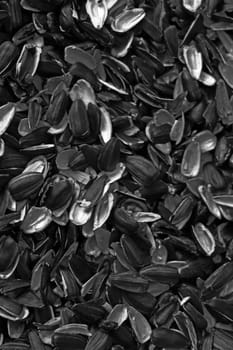 Sunflower seeds for backgrounds or textures. Food